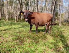 Продаются коровы с Илори р Очамчира все по телефону 