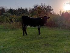 Продаются телки с Илори р Очамчира все по телефону 