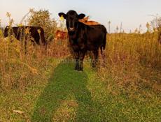 Продаются телки с Илори р Очамчира все по телефону 