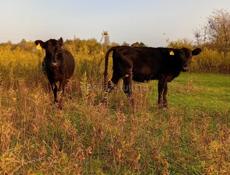 Продаются Продаются теленки с Илори р Очамчира все по телефону  с Илори р Очамчира все по телефону 