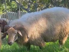 Продается баран