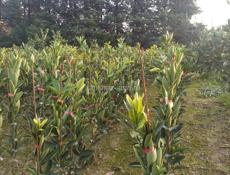 Продаются раннеспелые сорта цитрусовых 