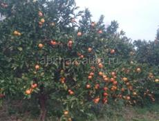 мандарин продаю оранжевый вес до 20 тонн