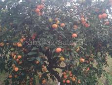 мандарин продаю оранжевый вес до 20 тонн