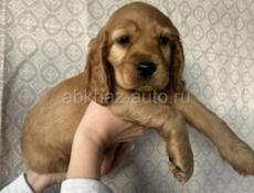 Щенки Спаниель 💞💞💞💞💞💞💞💞💞💞