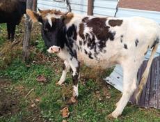 Продаются молодые коровы