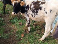 Продаются молодые коровы