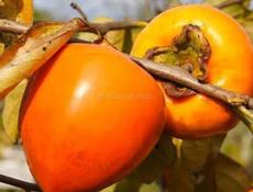 Куплю хурма бычок для сушки 