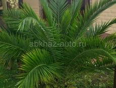 Пальмы 