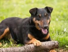 Ищу породу немецкого ягдтерьера