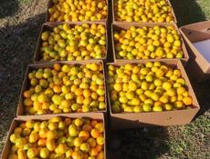 🍊МАНДАРИН🍊Читать внимательно