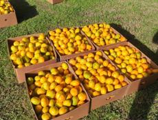 🍊МАНДАРИН🍊Читать внимательно