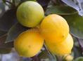 Лимоны 