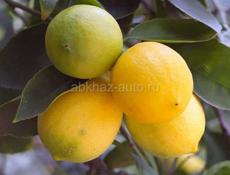 Лимоны 