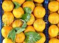 Мандарины 🍊 100 кг