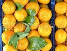 Мандарины 🍊 100 кг