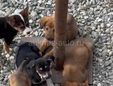 Отдам в хорошие руки