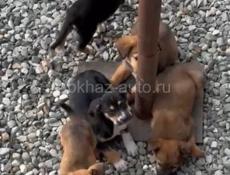 Отдам в хорошие руки