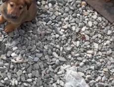 Отдам в хорошие руки