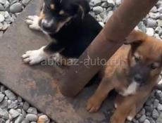 Отдам в хорошие руки