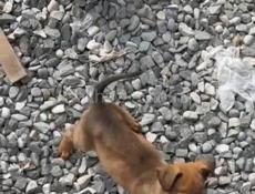 Отдам в хорошие руки