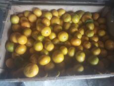 Мандарины собрание 