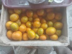 Мандарины собрание 