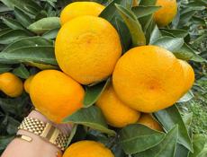 Продаются сладкие мандарины 