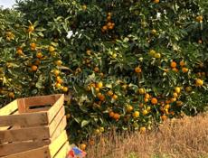 Ищем работу, на переборку мандорин 