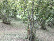 Дом с видом🔥 на Кавказский хребет, с. Гуп