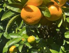 СБОРЩИКИ на сегодня 