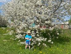 Покос травы 