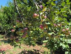 Покос травы 