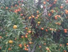 мандарин продаю до 20 тонн, цена договорная