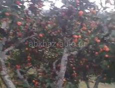 мандарин продаю до 20 тонн, цена договорная