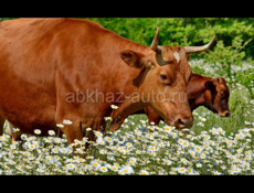 Продаю Коров, Быков, телят