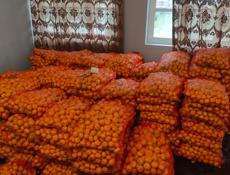 Мандарин калиброванный 