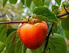 Куплю хурму