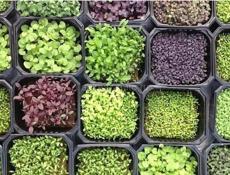 Микрозелень 