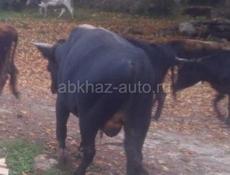 Продаю срочно!!!