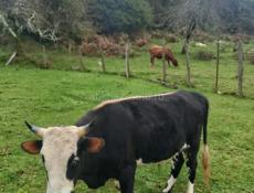 Продаю срочно!!!