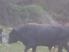 Продаю срочно!!!