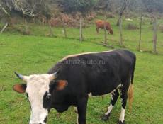 Продаю срочно!!!