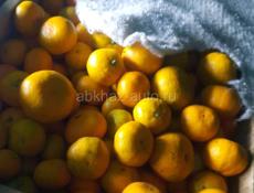 Продаю мандарины 