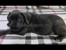 Щенки Кане Корсо 🖤🖤🖤🖤🖤🖤🖤🖤🖤🖤
