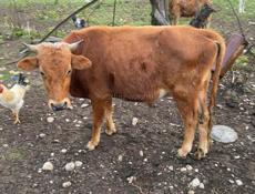 Срочно продаю бык