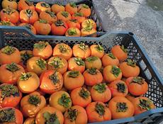 Продается каралек и хурма 