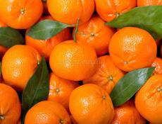 Требуются сборщики мандарин