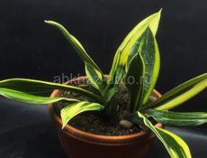 Комнатные растения 