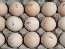 Инкубационное яйцо белого бройлера Кобб-500 Чехия